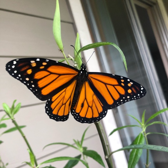 Thank you! - Picture 1 of 1